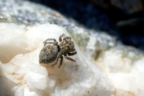 Réf. 347 063 : Attulus distinguendus